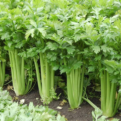 New Celery Seeds