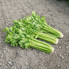 New Celery Seeds