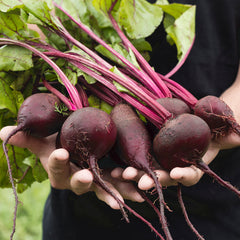 Beetroot Microgreen Seeds