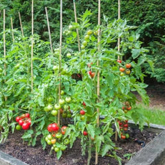 Cheery Tomato Seeds Packet