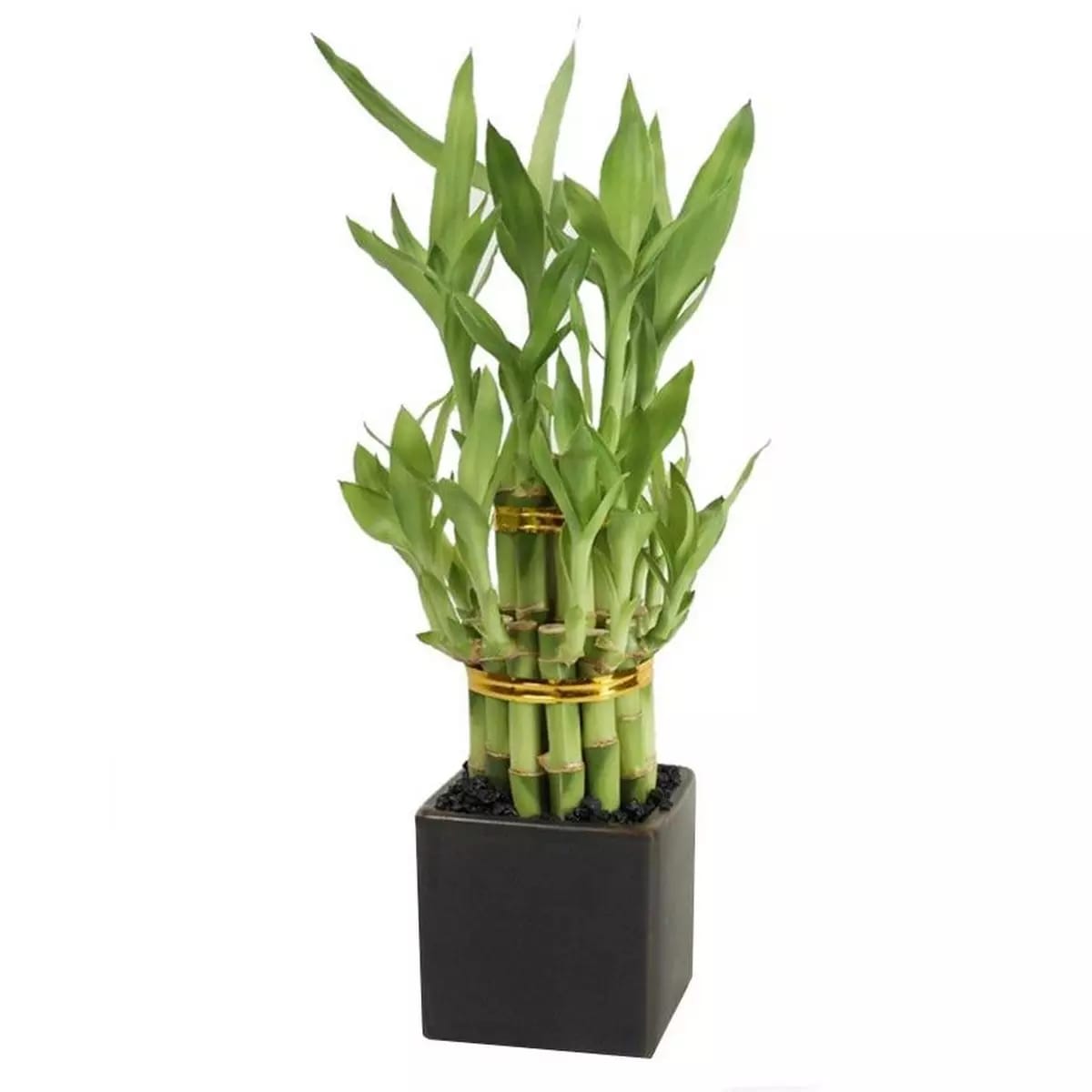 Lucky Bamboo Plant Decor - waseeh.com